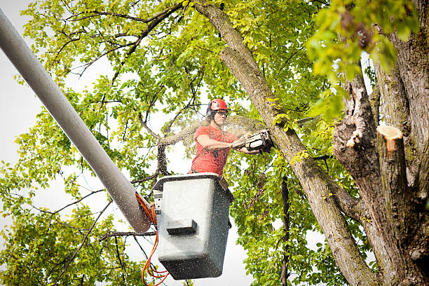 Best Tree Pruning Services  in Mason, TX